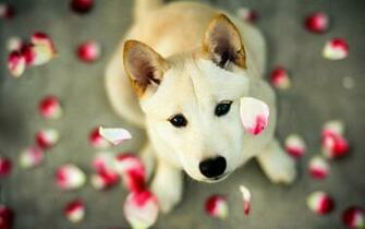 Cute Dog Pitbull HD Wallpaper Animals