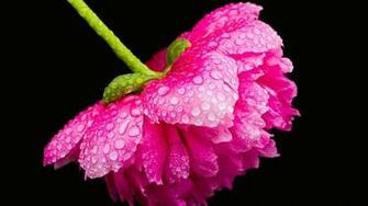 Pink Peony Wallpaper