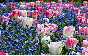 Nice HD Wallpaper S Collection Of Spring Flowers Awesome