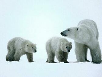 Baby Polar Bear Wallpaper