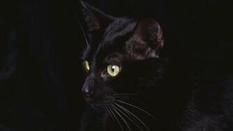 Black Cat Animal Wallpaper Full HD Desktop