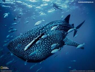 Descargar Imagen Fish Wallpaper Windows HD
