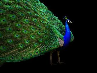 Tail Open Black Background Wallpaper Birds