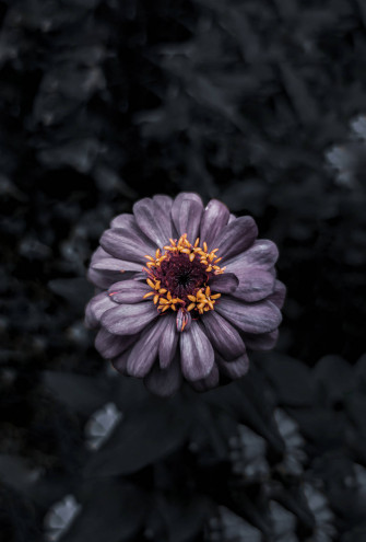 Dark Purple Bunga I8lqi6x498HDkj9x Wallpaper