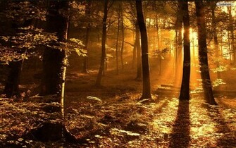 Fall Background Wallpaper Desktop Background