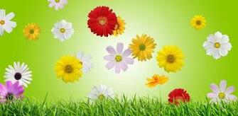 Spring Flowers Live Wallpaper