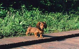 Animal Wallpaper Miniature Dachshund