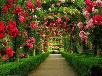 Flowers Pictures Wallpaper Red Roses