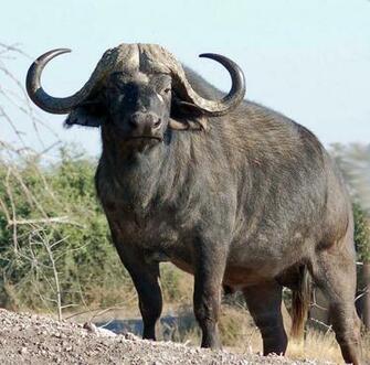 African Buffalo Wallpaper And Background Image Net