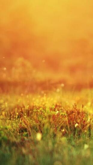 Mystical Sunshine Nature iPhone 5s Wallpaper