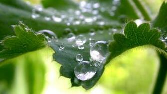 1080p HD Image Nature Net