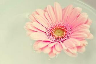 Pink Gerbera Daisy Wallpaper