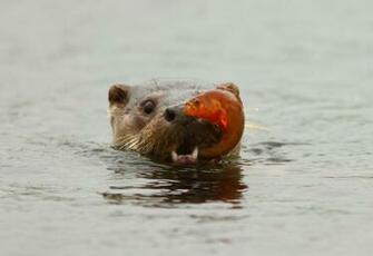 Baby Otters Wallpaper Animal Otter