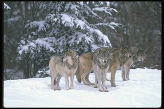 Wolfpack Wallpaper