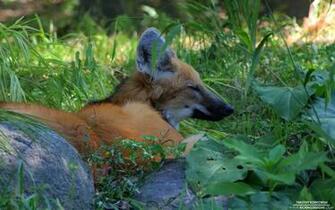 Maned Wolf Wallpaper Kicking Designs