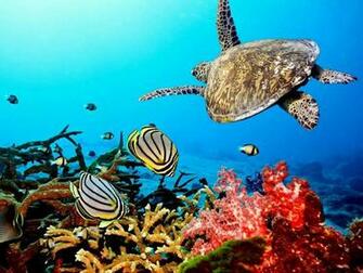 Coral Reef Background Background Pictures