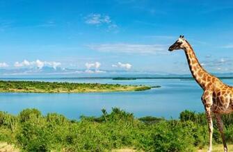 Giraffe At Nile River 4k Ultra HD Wallpaper Net