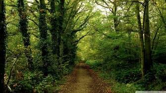 Forest Road Wallpaper