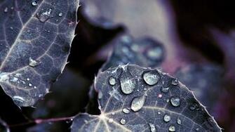Top HD Wallpaper 1080p