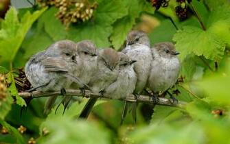 Birds Branch Wallpaper Photo And All