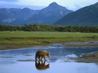 Grizzly Bear Crossing River Katmai National Park Alaska Picture Nr