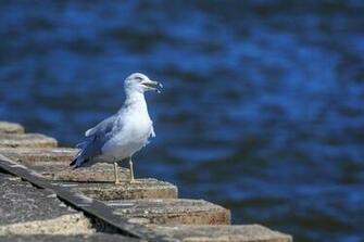 Seagull At Grand Haven On A Warm Summer Day
