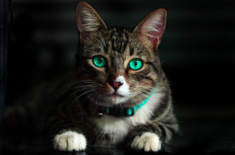 Cat Green Eyes 4k HD Animals Wallpaper Image