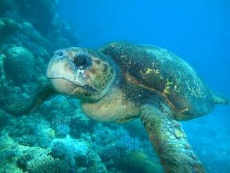 Top World Pic Great Barrier Reef