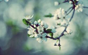 Apple Blossom Wallpaper
