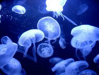 Moon Jellyfish Wallpaper HD Gallery