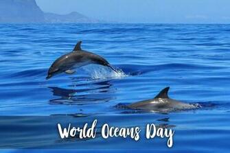 Happy World Oceans Day Save Dolphins HD Wallpaper