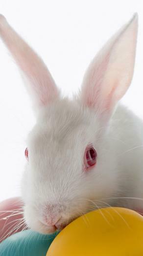 Cute Easter Bunny iPhone HD Wallpaper