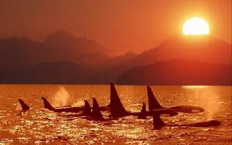 Orca Wallpaper iPhone HD Orcas