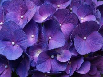Purple Desktop Background