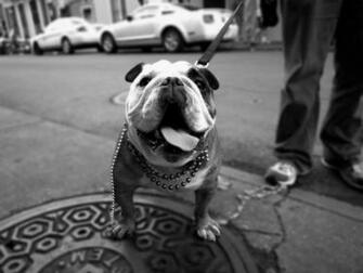 Monochrome Bulldog English Wallpaper