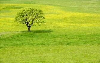 Grass Green Meadow Tree Wallpaper Stock