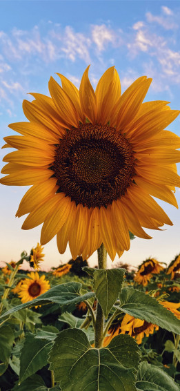 Best Sunflower iPhone HD Wallpaper