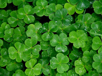 Saint Patrick S Day Shamrock Wallpaper
