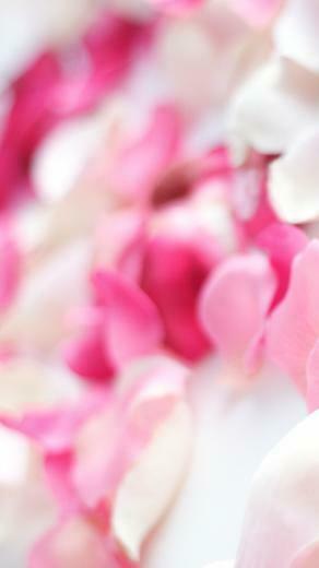 Pink Orchid Flowers iPhone 5s Wallpaper