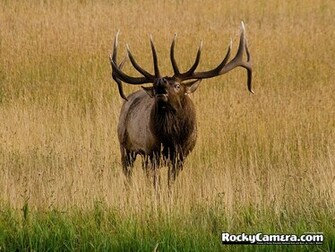 Elk Wallpaper Weddingdressin
