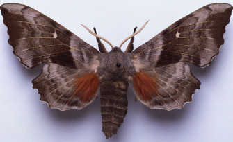 Sphinx Moths Family Sphingidae Wallpaper
