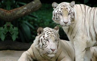 White Bengal Tiger Wallpaper HD In Animals Imageci