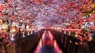 Wallpaper Id Sakura Spring 4k