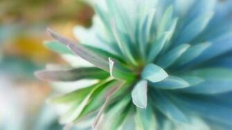 Teal Dahlia Wallpaper