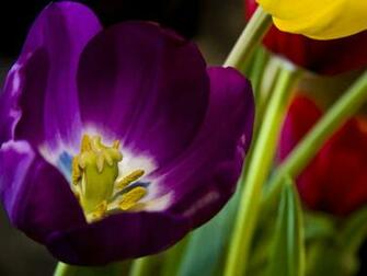 Tulips Wallpaper