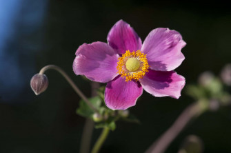 Flower Picture Wallpaper