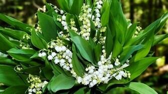 Lily Of The Valley Wallpaper