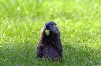 Groundhog Pictures Group With Items