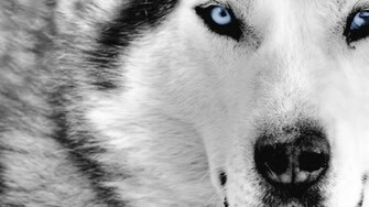Wolf Wallpaper Wolves