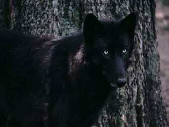 Black Wolf Werewolf Night Desktop Wallpaper Hq Photo